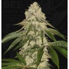 PISTHASH · TH Seeds · cannabis seeds · Fem