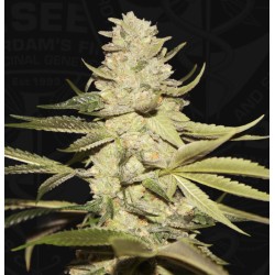 PLANET LEMON · TH Seeds ·...
