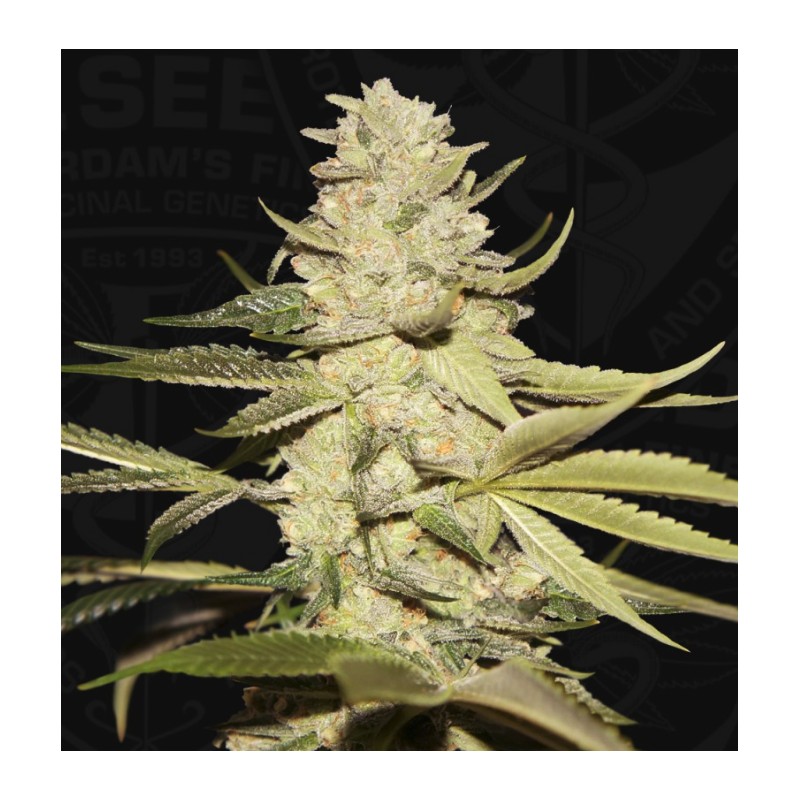 PLANET LEMON · TH Seeds · kenevir tohum · Disi · Fem