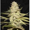 PLANET LEMON · TH Seeds · cannabis seeds · Fem