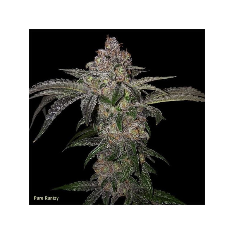 PURE RUNTZY · TH Seeds · cannabis seeds · Fem
