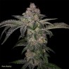 PURE RUNTZY · TH Seeds · cannabis seeds · Fem