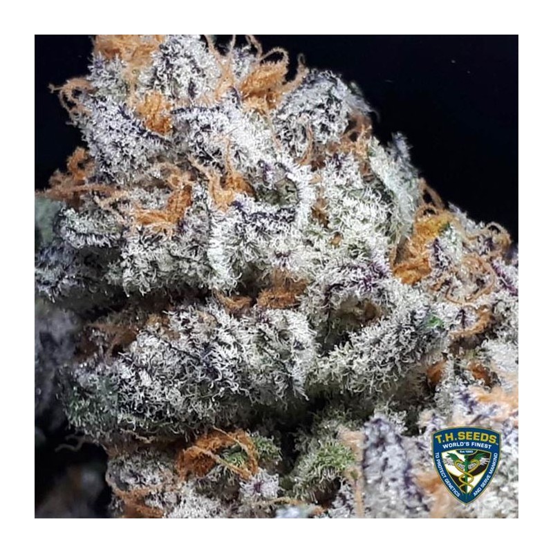PURPLE BANANA CREAM · TH Seeds · cannabis seeds · Fem