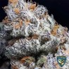 PURPLE BANANA CREAM · TH Seeds · cannabis seeds · Fem