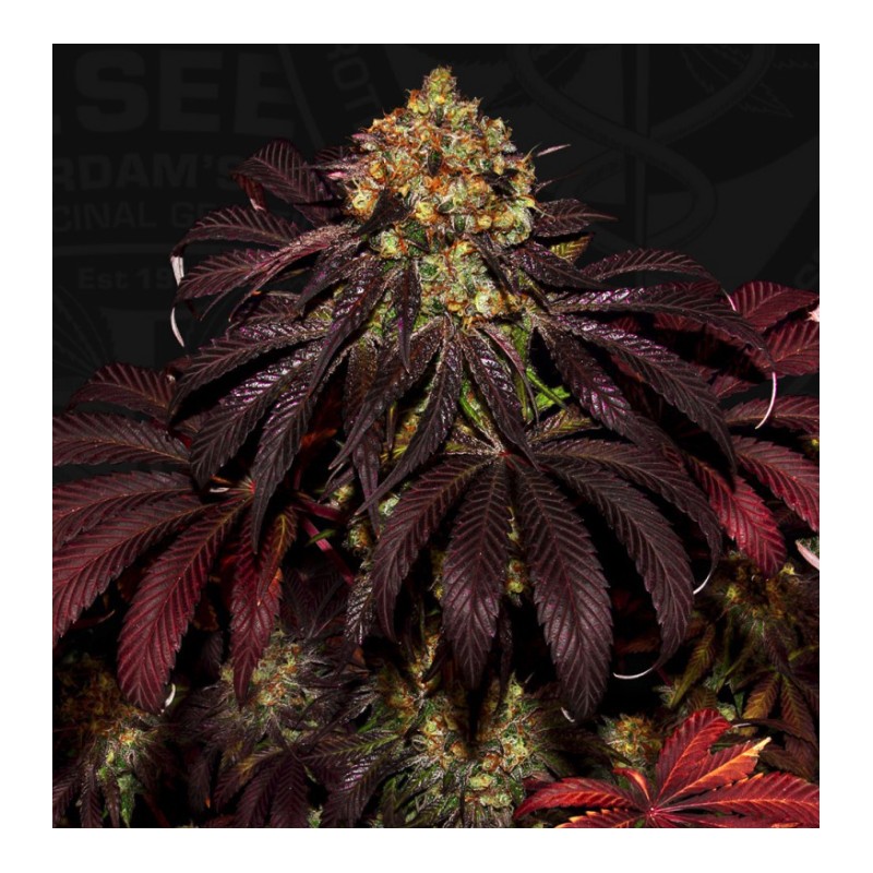 STRACCIATELLA DO-SI-DOS X SBC · TH Seeds · kenevir tohum · Disi · Fem