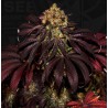 STRACCIATELLA DO-SI-DOS X SBC · TH Seeds · cannabis seeds · Fem