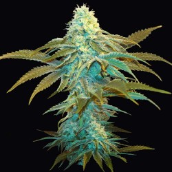 VANILLA SUNDAE · TH Seeds ·...