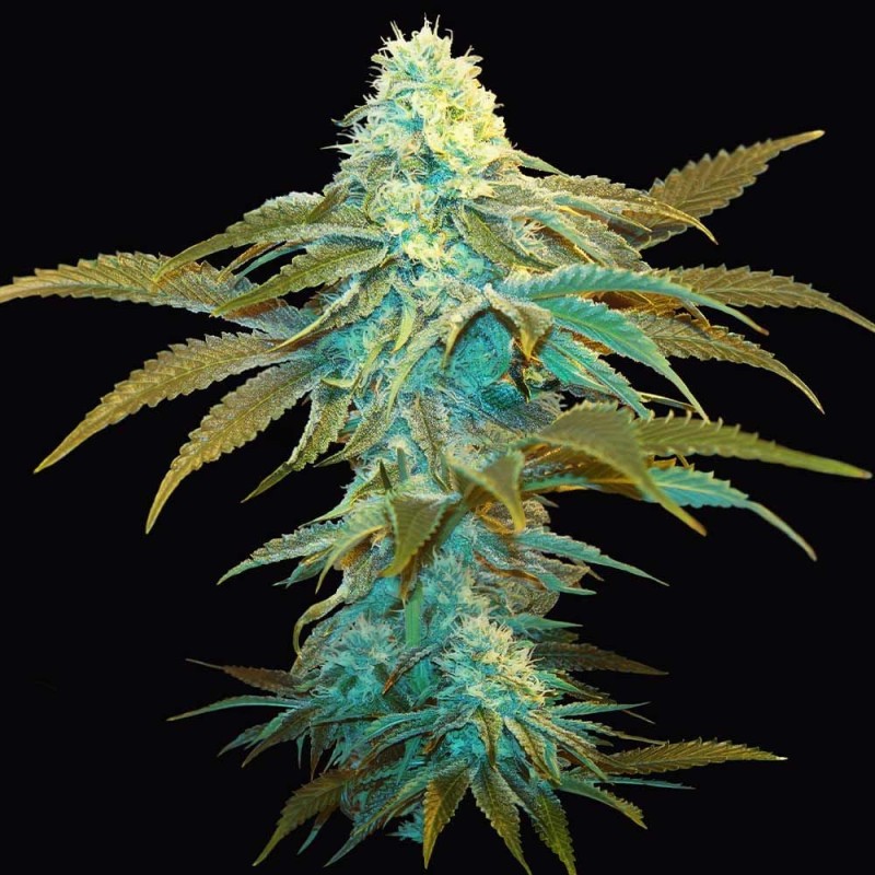 VANILLA SUNDAE · TH Seeds · kenevir tohum · Disi · Fem