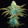 VANILLA SUNDAE · TH Seeds · cannabis seeds · Fem