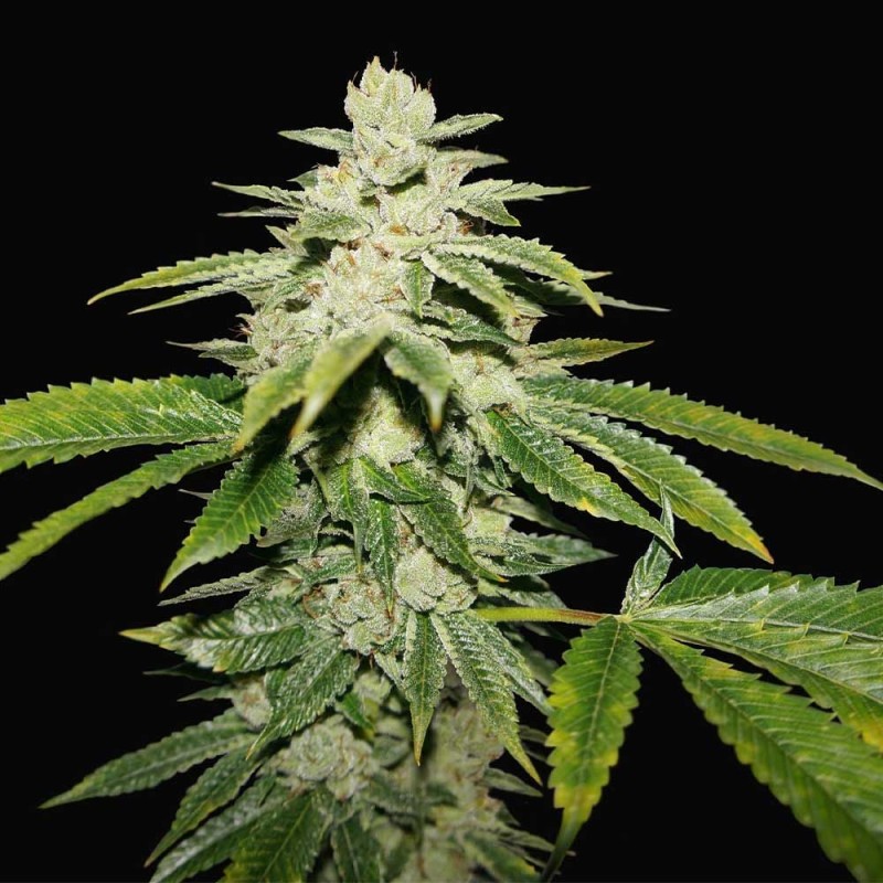 WATERMELON ULTRA · TH Seeds · cannabis seeds · Fem