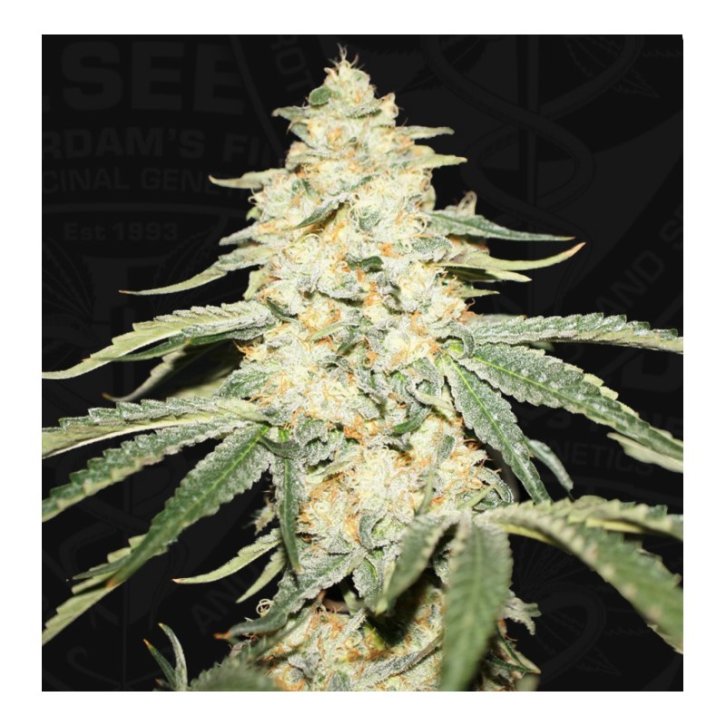 WY-KIKI · TH Seeds · cannabis seeds · Fem