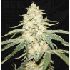 WY-KIKI · TH Seeds · cannabis seeds · Fem