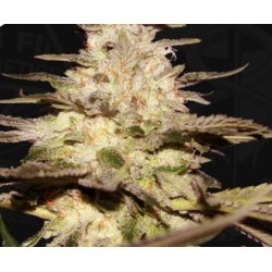 CALIFUNK  · TH Seeds · cannabis seeds · Fem