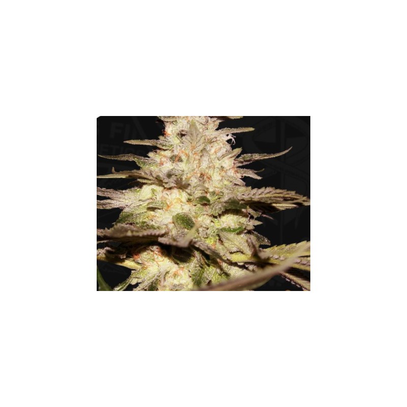 CALIFUNK  · TH Seeds · cannabis seeds · Fem