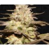 CALIFUNK  · TH Seeds · cannabis seeds · Fem