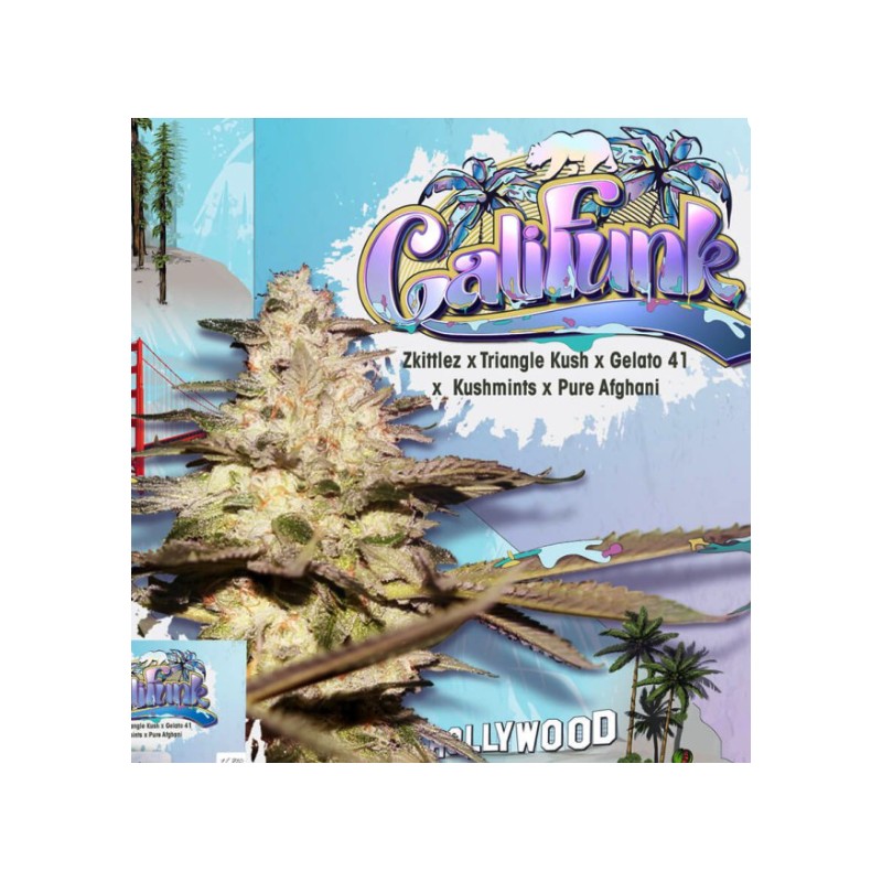 CALIFUNK · TH Seeds · kenevir tohum · Disi · Fem