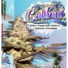 CALIFUNK  · TH Seeds · cannabis seeds · Fem