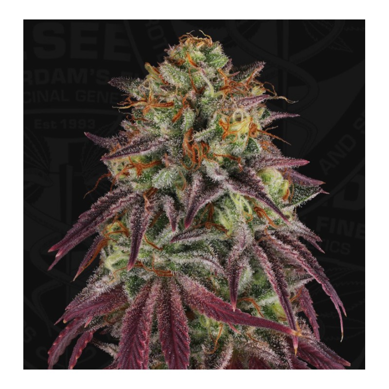 HAZANANA · TH Seeds · cannabis seeds · Fem