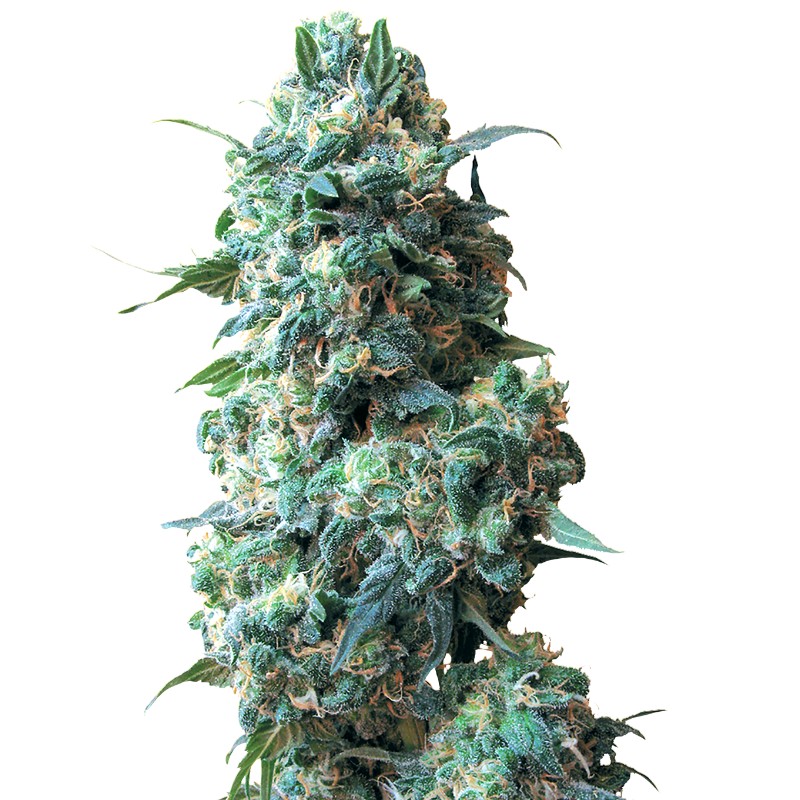 AFGHAN KUSH · White Label Seeds · kenevir tohum · Reg