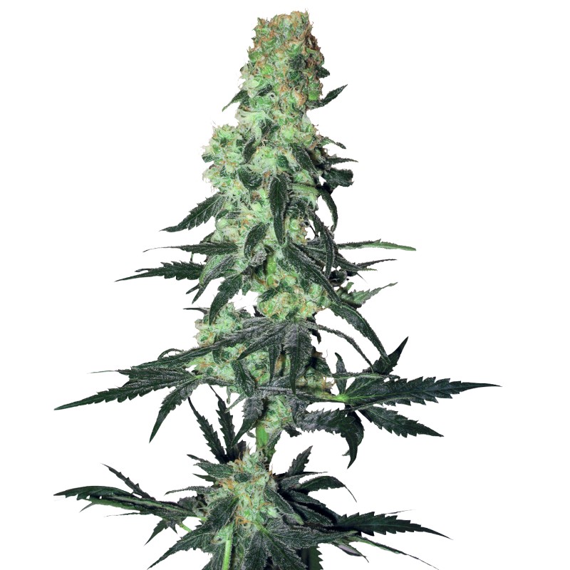 AMNESIA WHITE · White Label Seeds · cannabis seeds · Reg