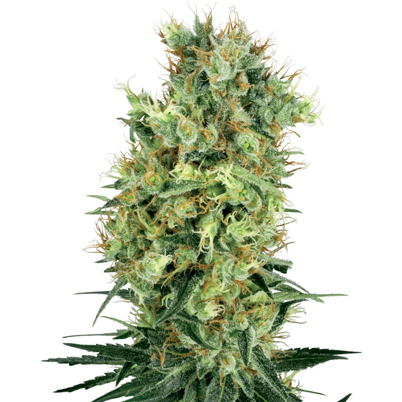 CALI ORANGE BUD · White Label Seeds · kenevir tohum · Reg