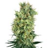 CALI ORANGE BUD · White Label Seeds · kenevir tohum · Reg