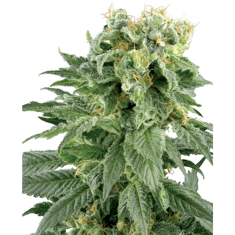 DOUBLE GUM · White Label Seeds · kenevir tohum · Reg