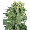 DOUBLE GUM · White Label Seeds · kenevir tohum · Reg