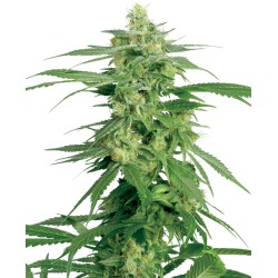 HOLLANDS HOPE · White Label...