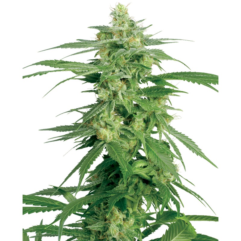 HOLLANDS HOPE · White Label Seeds · cannabis seeds · Reg