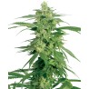 HOLLANDS HOPE · White Label Seeds · kenevir tohum · Reg