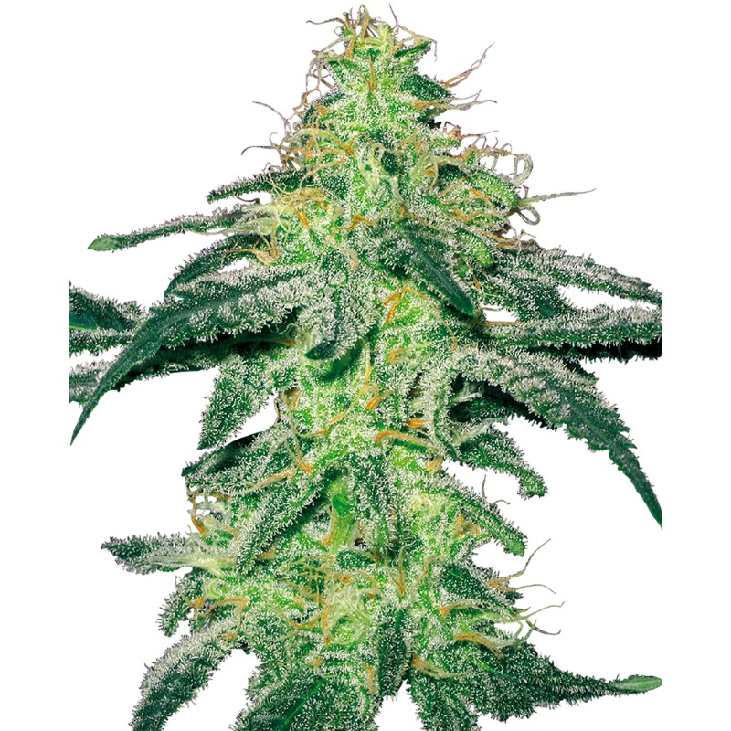 WHITE SKUNK · White Label Seeds · kenevir tohum · Reg