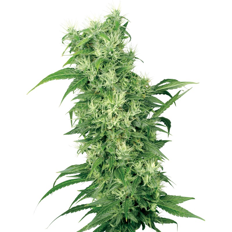 FEMALE MIX · White Label  Seeds · cannabis seeds · Fem