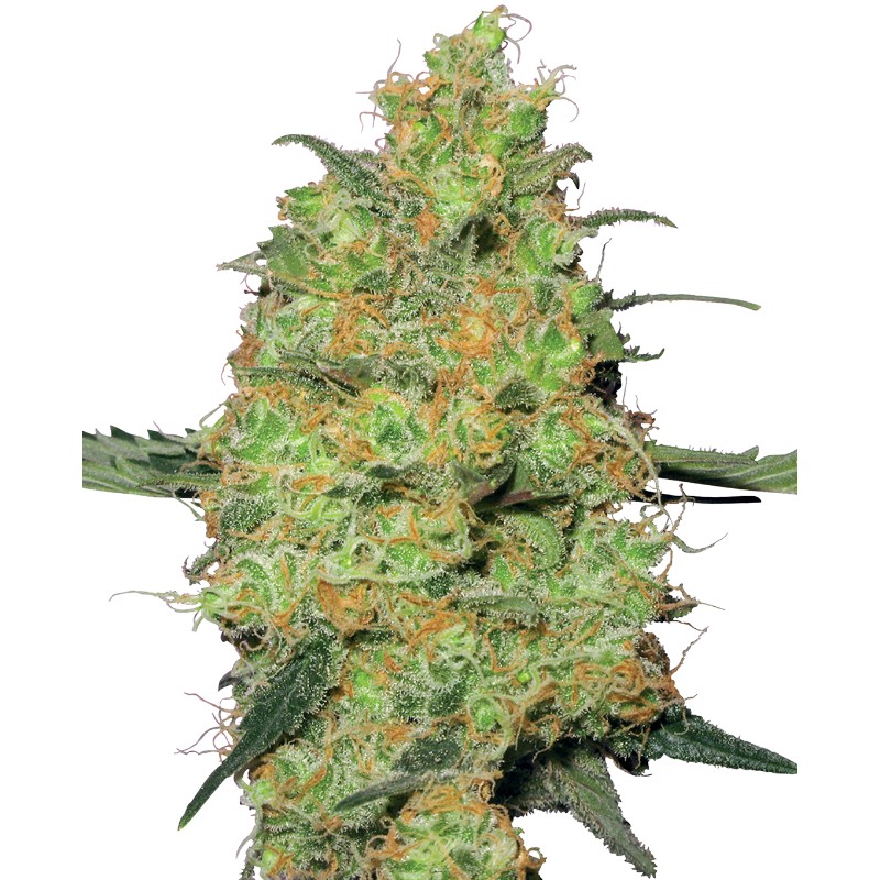 MASTER KUSH · White Label Seeds · kenevir tohum · DIsi · Fem