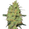 MASTER KUSH · White Label  Seeds · kenevir tohum · DIsi · Fem