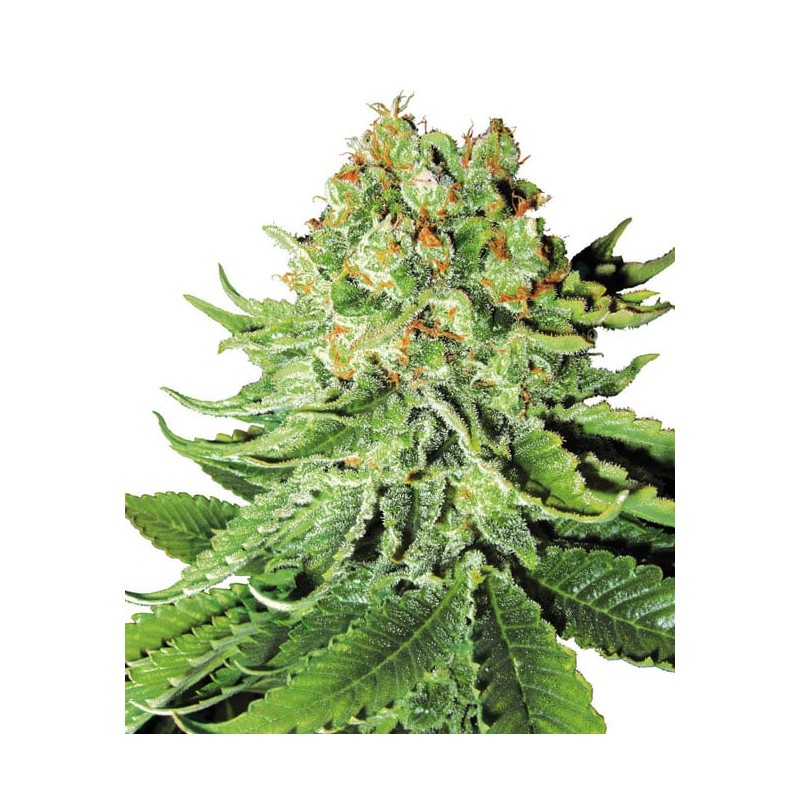 NORTHERN LIGHTS · White Label  Seeds · kenevir tohum · Disi · Fem