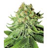 NORTHERN LIGHTS · White Label  Seeds · cannabis seeds · Fem