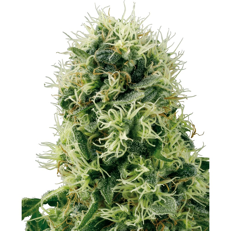 PURE POWER PLANT · White Label  Seeds ·  kenevir tohum · Disi · Fem