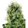 PURE POWER PLANT · White Label  Seeds ·  kenevir tohum · Disi · Fem