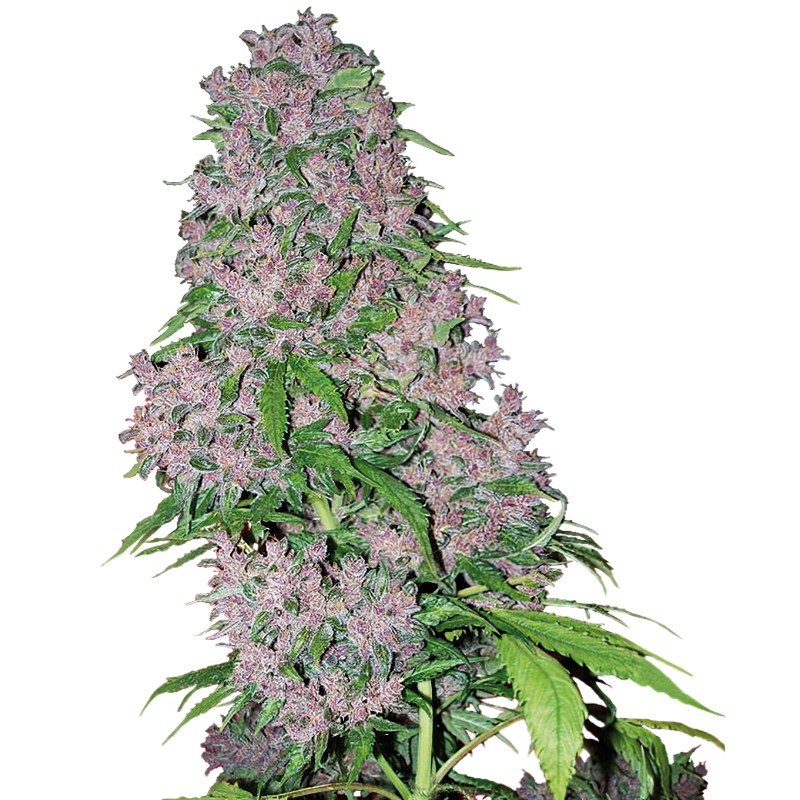 PURPLE BUD · White Label Seeds · kenevir tohum · Disi · Fem