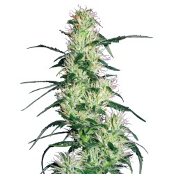 PURPLE HAZE · White Label...