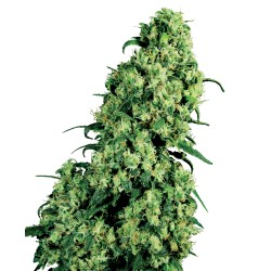 SKUNK 1 · White Label...