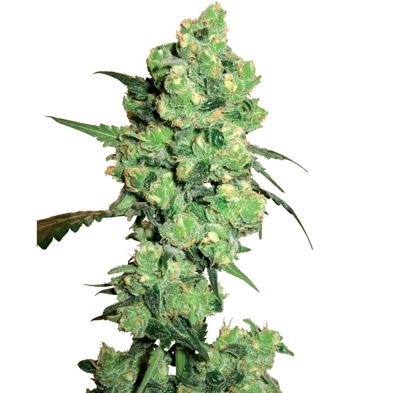 SUPER SKUNK · White Label Seeds · kenevir tohum · Disi · Fem