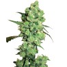 SUPER SKUNK · White Label  Seeds · cannabis seeds · Fem