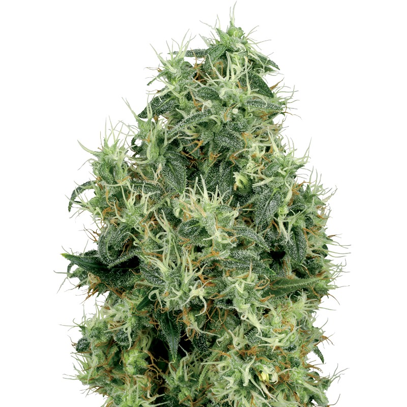 WHITE GOLD · White Label Seeds · cannabis seeds · Fem