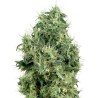 WHITE GOLD · White Label  Seeds · kenevir tohum · Disi · Fem