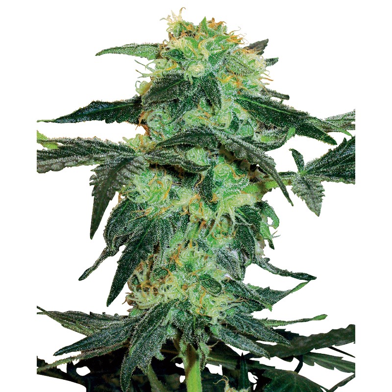 WHITE ICE · White Label Seeds · cannabis seeds · Fem