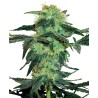 WHITE ICE · White Label  Seeds · kenevir tohum · Disi · Fem