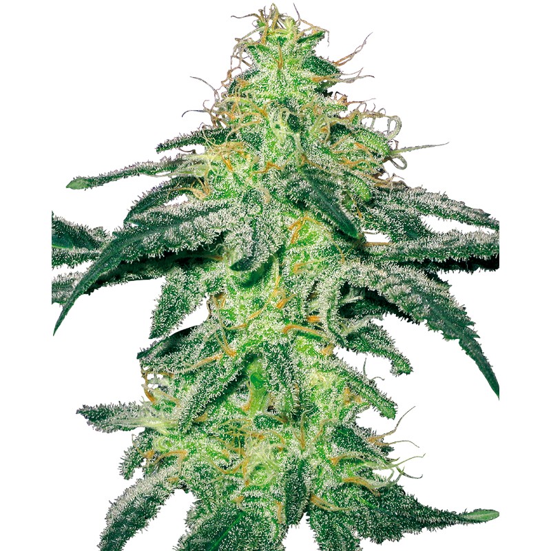 WHITE SKUNK · White Label Seeds · kenevir tohum · Disi · Fem