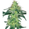WHITE SKUNK · White Label  Seeds · kenevir tohum · Disi · Fem